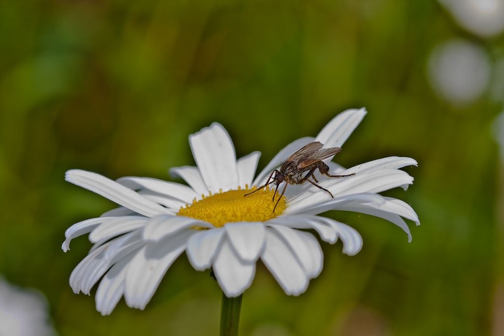 IMG_9306.jpg - famille des moustiques