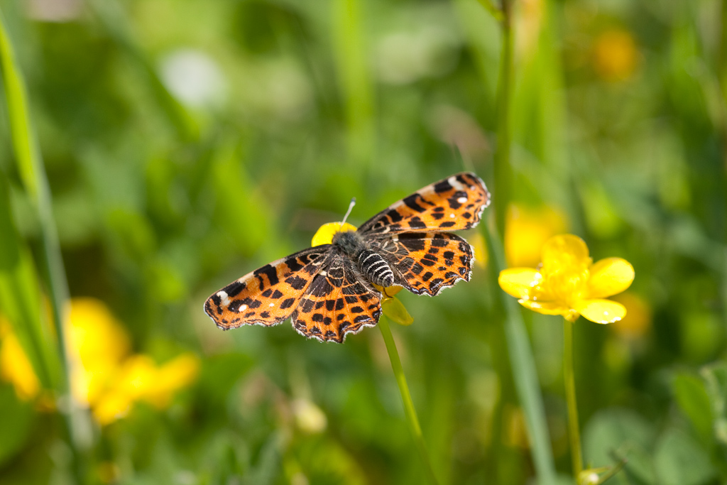 IMG_9311.jpg - un cuivré