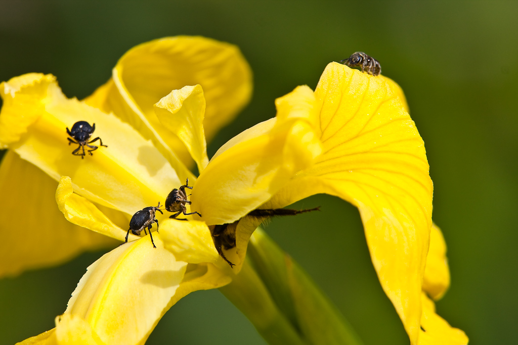 IMG_9468.jpg - Charençon, une abeille ouvrière et un bouron (caché)