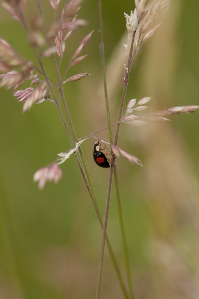 IMG_6344.jpg - Coccinelle asiatique (invasion qui s'implante au détriment des locales)