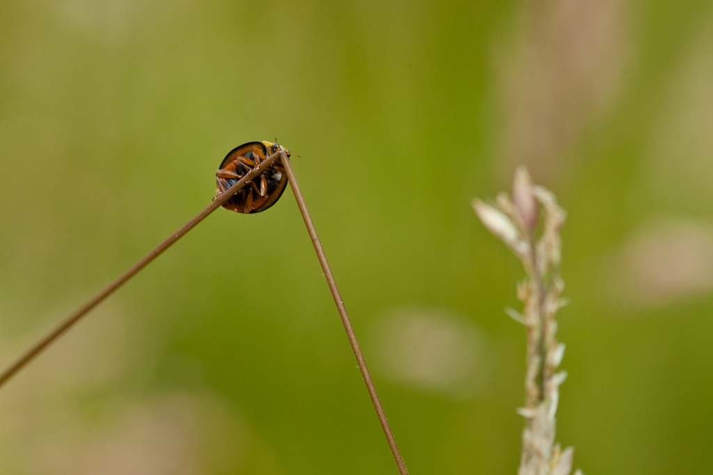 IMG_6372.jpg - toujours la cox asiatique