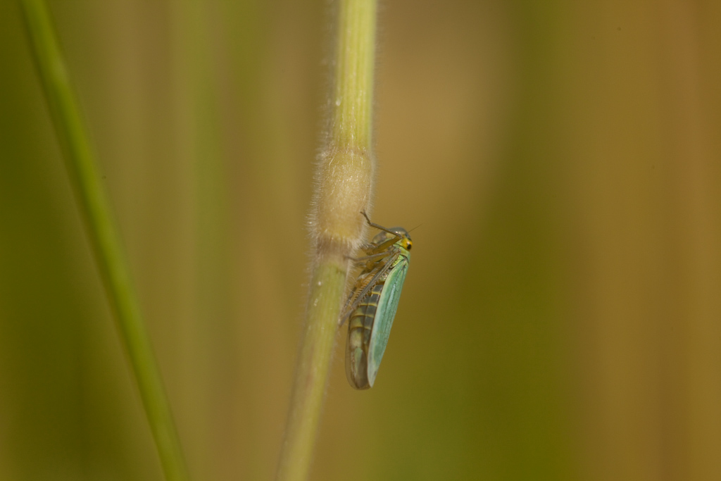 IMG_6374.jpg - Cicadelle verte, j'en avais jamais eu auparavant :)