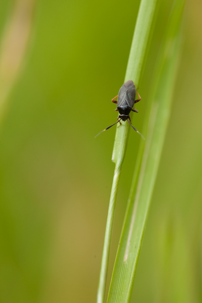 IMG_6441.jpg - une punaise