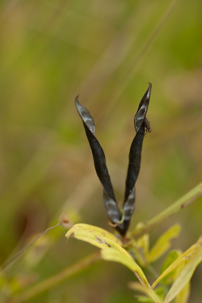 IMG_6467.jpg - une fleur bien originale