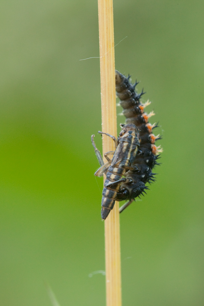IMG_6505.jpg - une larve de coccinelle asiatique en train de manger ce qui ressemble à une cicadelle mal en point ... les cox mangent des pucerons, là c'est beaucoup plus grand.