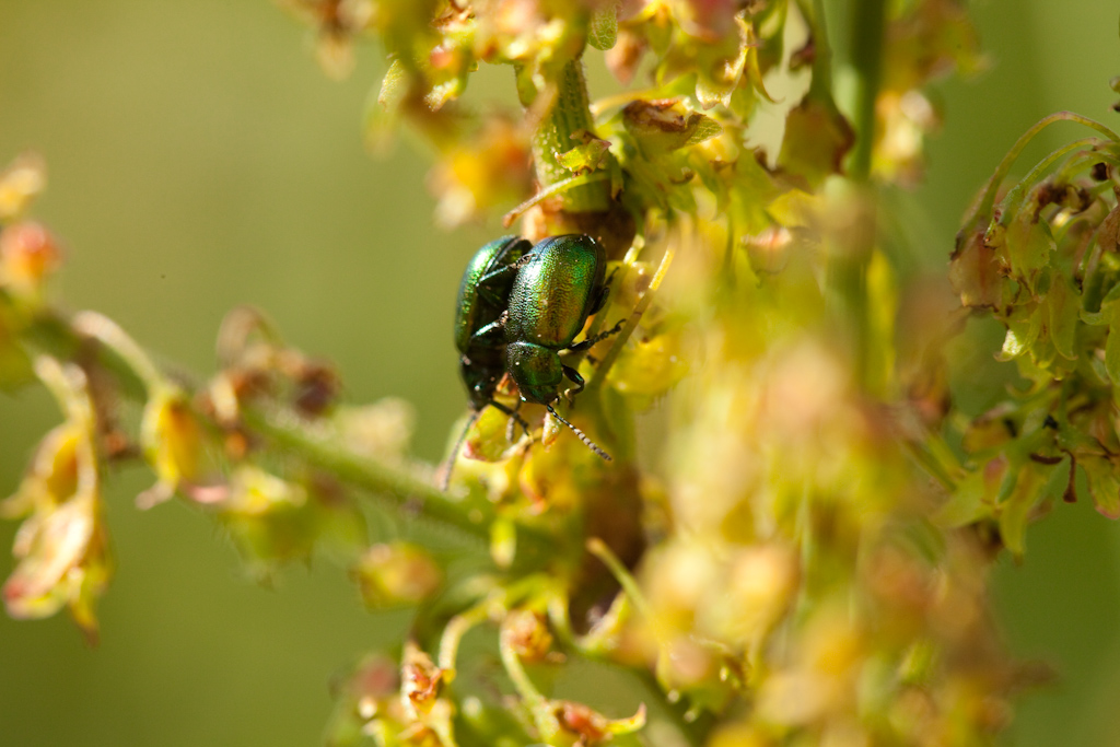 IMG_6530.jpg - cryptocephalus sp (qu'est ce que ça bouffe)