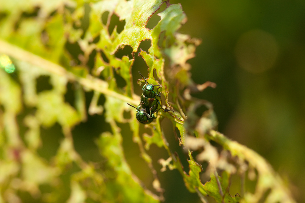 IMG_6542.jpg - cryptocephalus sp après l'effort le réconfort :)