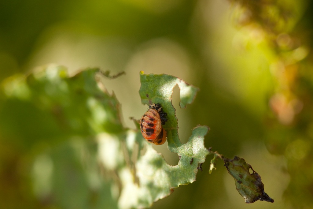 IMG_6549.jpg - la larve de coccinelle au stade de nymphose (j'ai tout eu aujourd'hui)