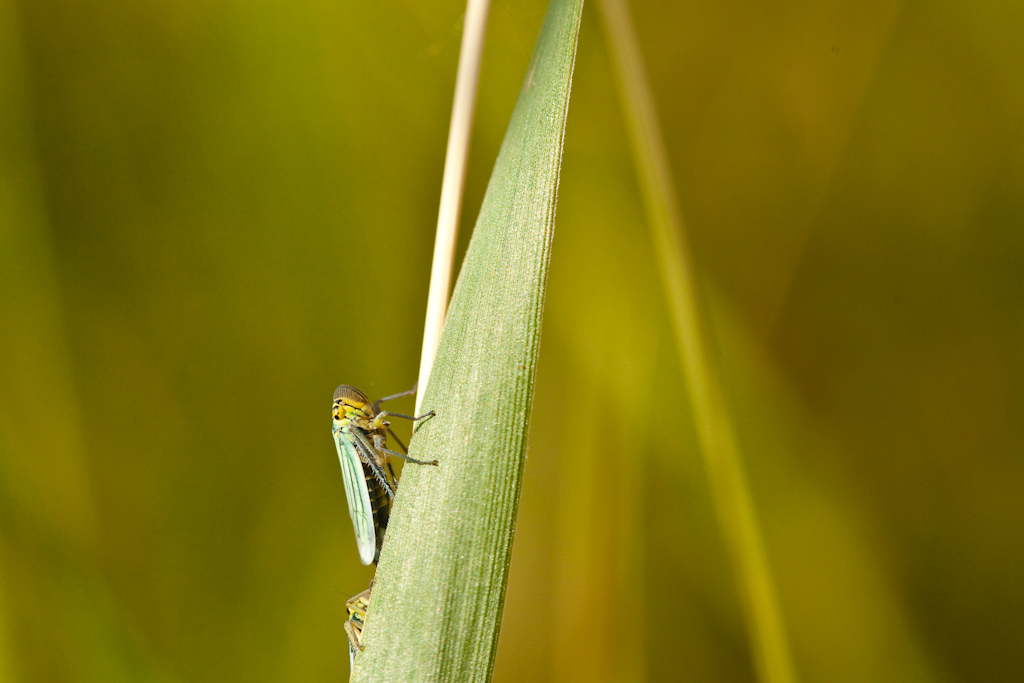 IMG_6556.jpg - encore une cicadelle :)