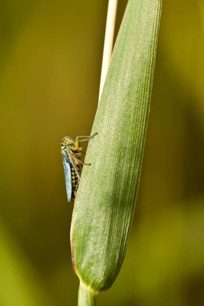 IMG_6558.jpg - ex bis