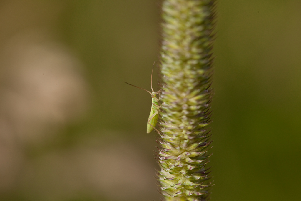 IMG_6582.jpg - je sais pas, probablement pas un imago , mais de quoi ???