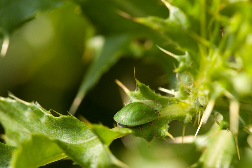 IMG_6615.jpg - casside (faut la voir) :)