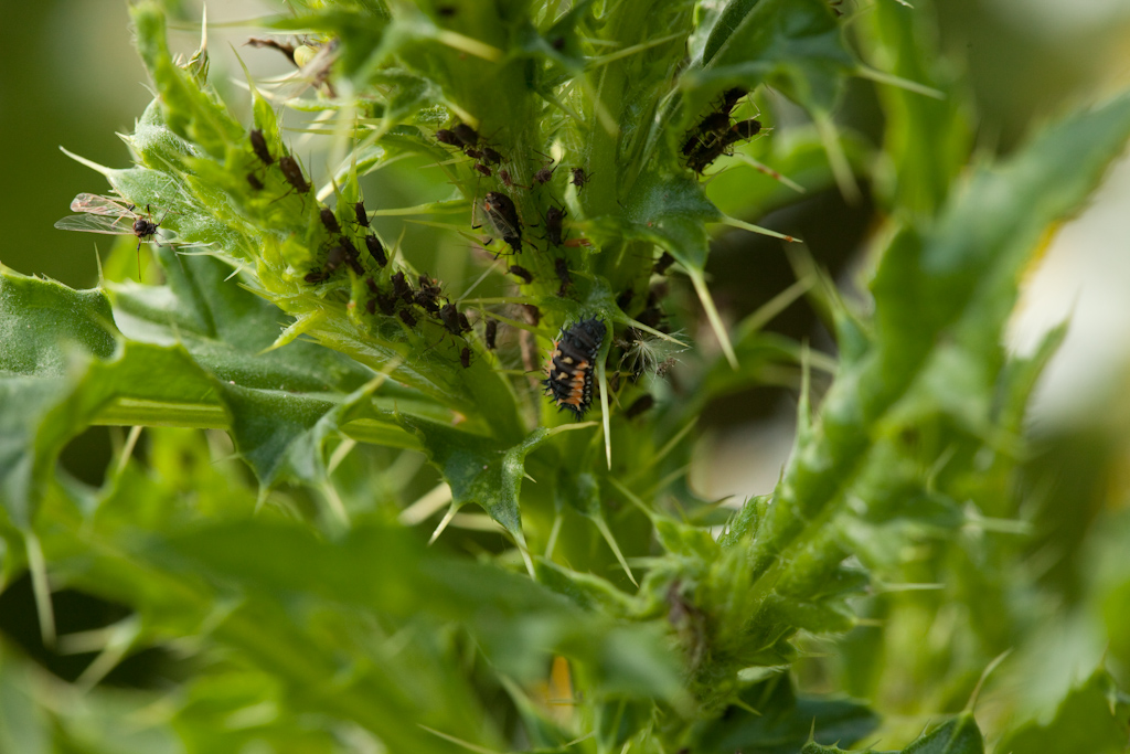 IMG_6621.jpg - la fameuse larve de coccinelle avec son repas favori: des pucerons