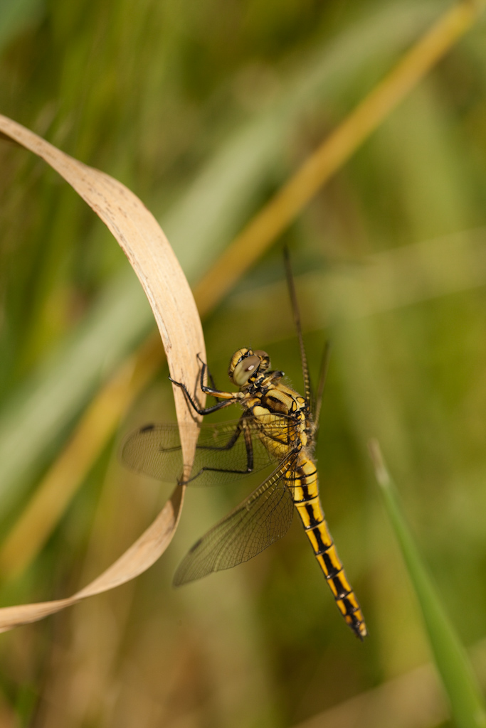 IMG_6821.jpg - libellule ... difficile