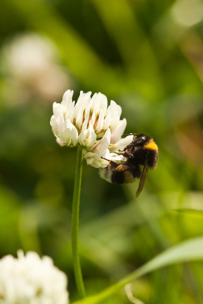 IMG_6876.jpg - bzzzzzzzzz