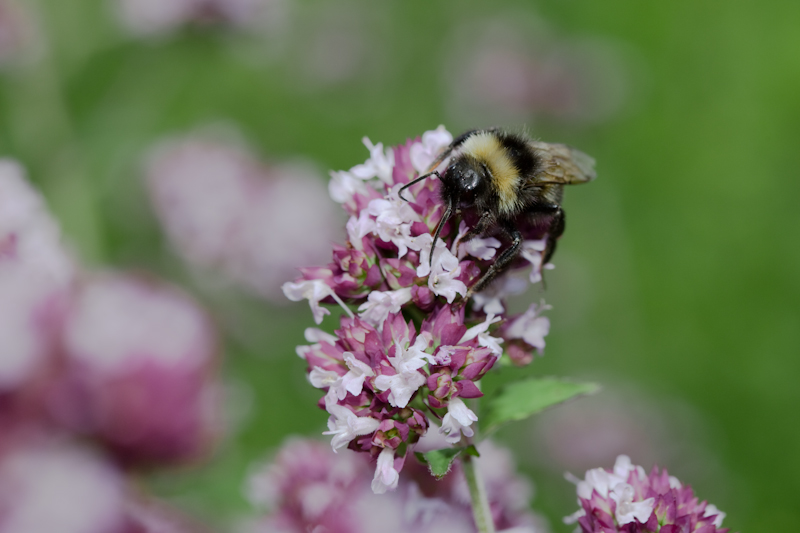 IMG_8684.jpg - abeille au travail