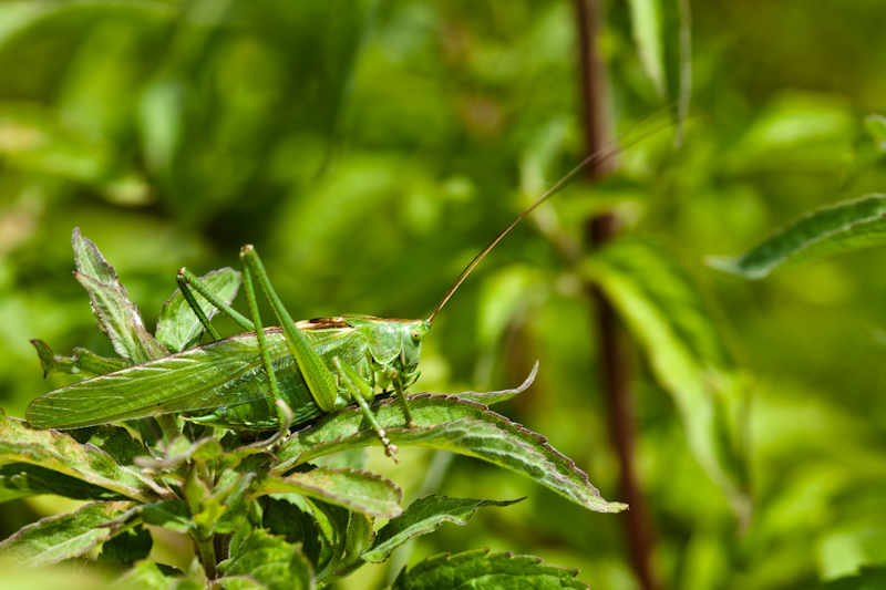 IMG_8734.jpg - vert sur vert