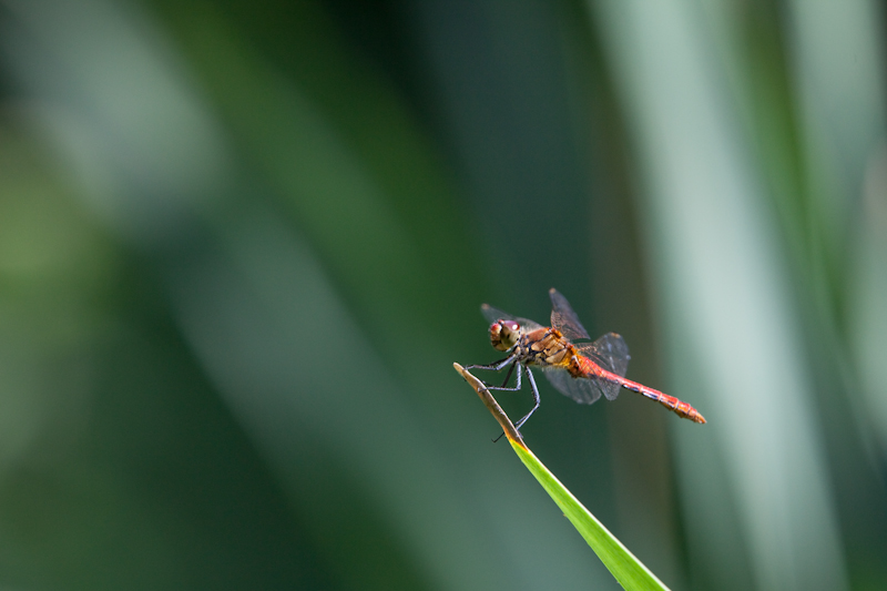 IMG_8951.jpg - la libellule en équilibre
