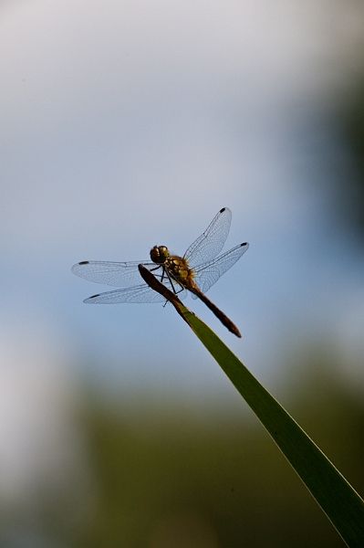 IMG_9008.jpg - libellule