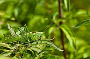 IMG_8734