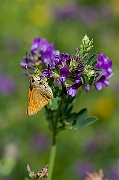 IMG_8901