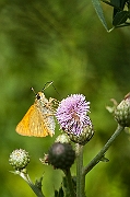 IMG_8905
