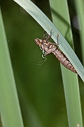 IMG_8977