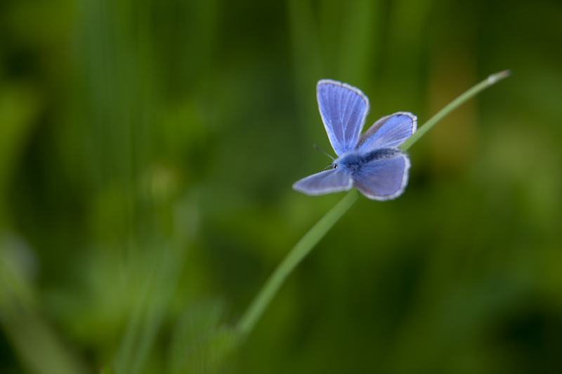 IMG_0003.jpg - des Azurés en veux tu en voilà