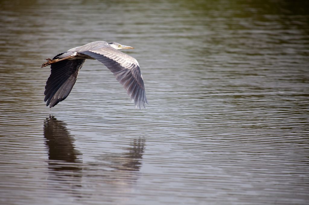 IMG_2535.jpg - Héron Cendré
