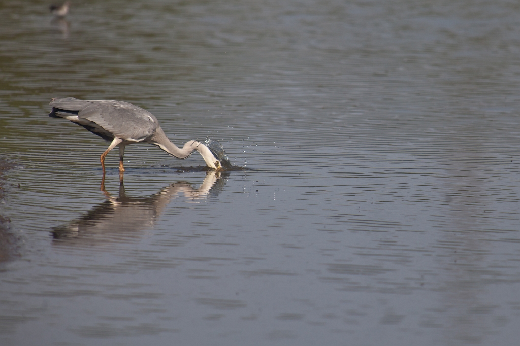 IMG_2694.jpg - Héron Cendré
