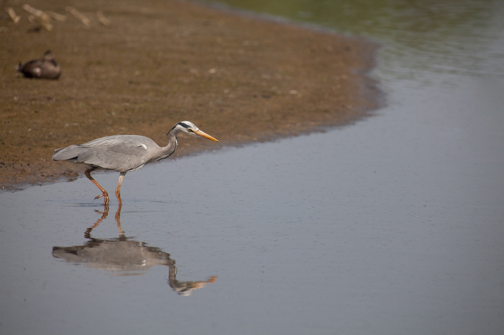 IMG_2703.jpg - Héron Cendré