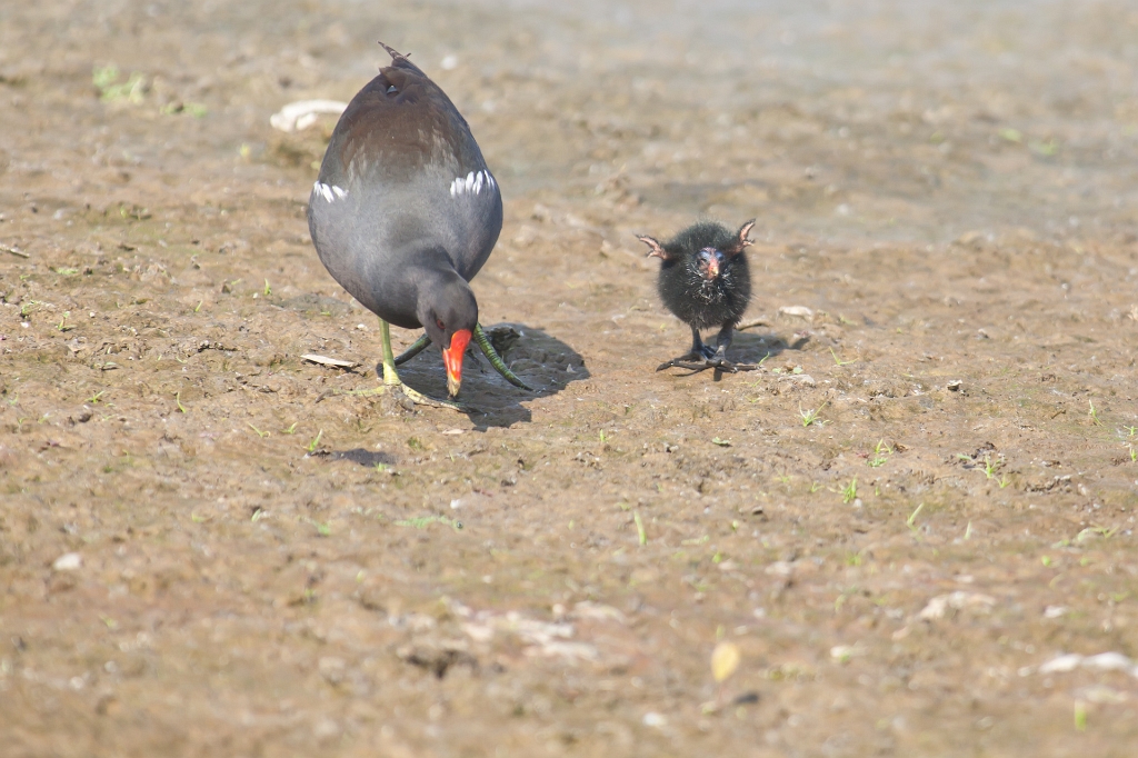 IMG_2770.jpg - Gallinule encore avec un de ses  petit