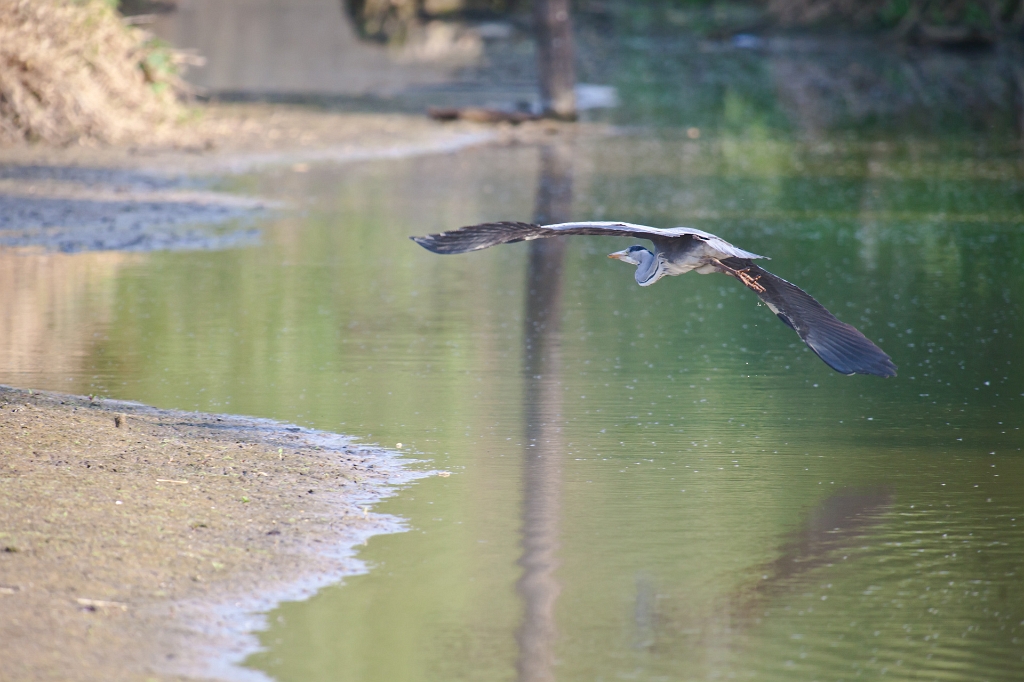 IMG_2976.jpg - Héron Cendré