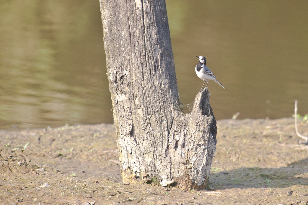 IMG_3030.jpg - Bergeronette grise