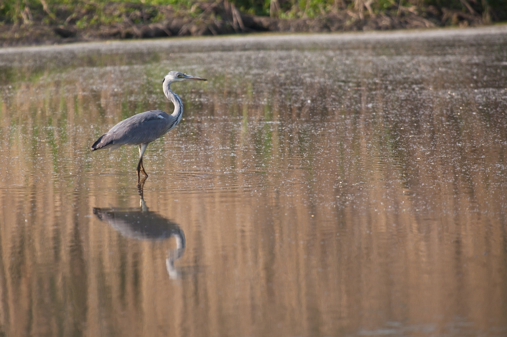 IMG_3047.jpg - Héron Cendré