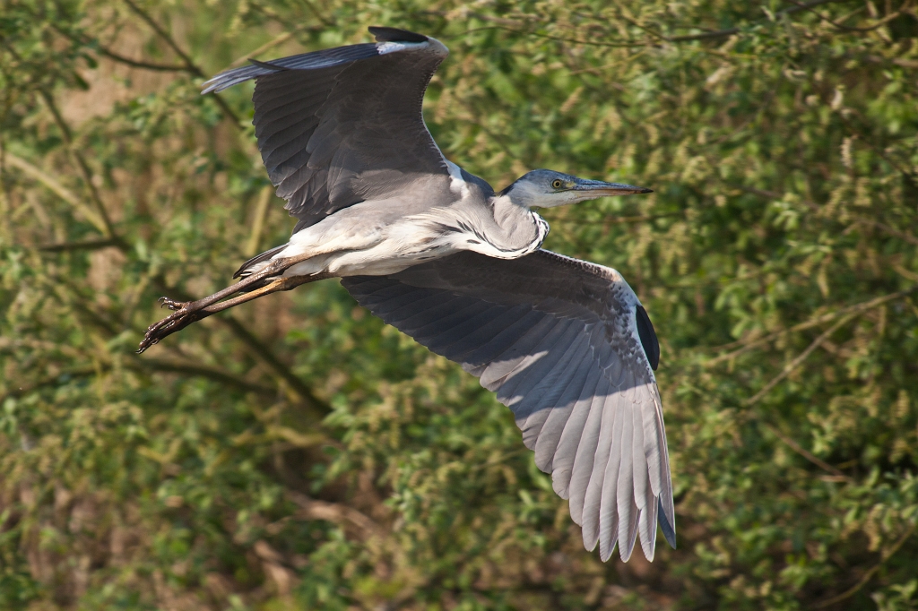 IMG_3059.jpg - Héron Cendré