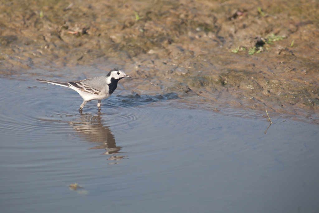 IMG_3097.jpg - Bergeronette grise