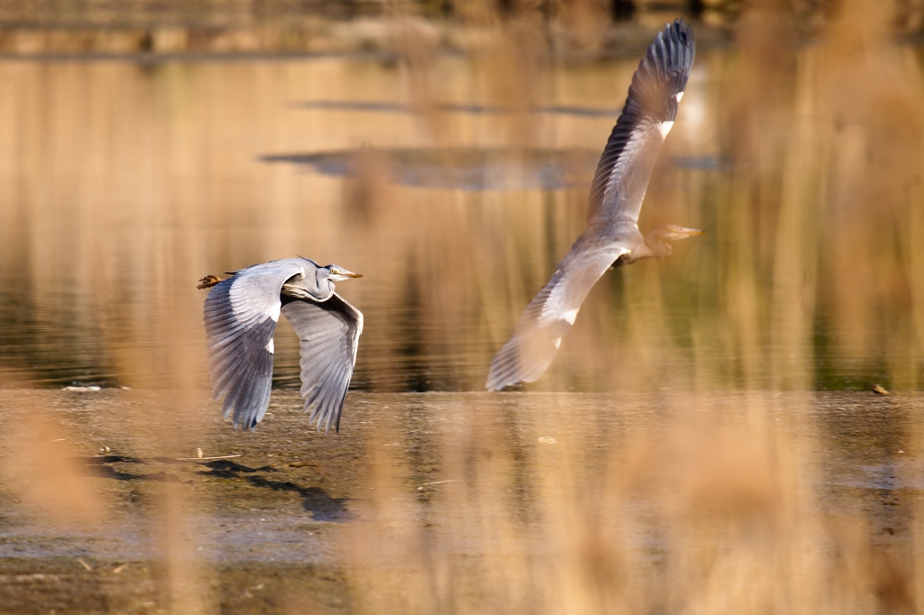 IMG_3124.jpg - Héron Cendré