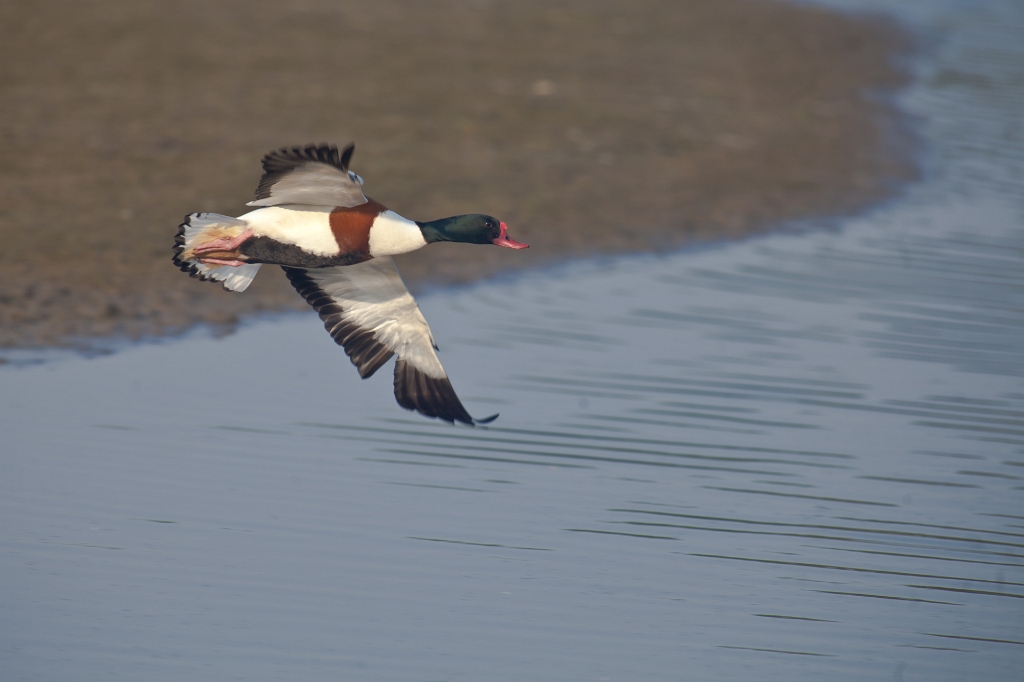 IMG_3196.jpg - Tadorne de Belon