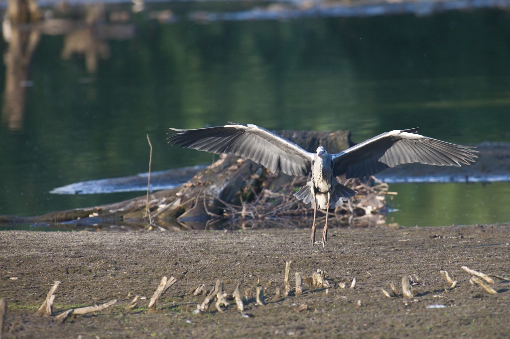 IMG_3282.jpg - Héron Cendré