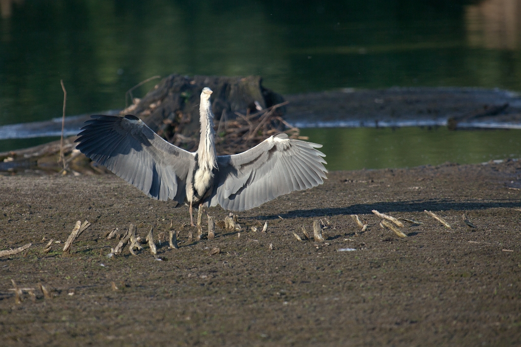 IMG_3284.jpg - Héron Cendré