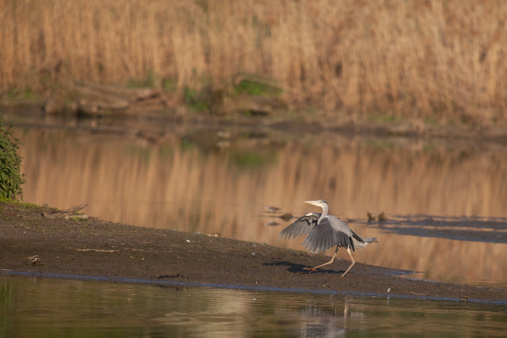 IMG_3291.jpg - Héron Cendré