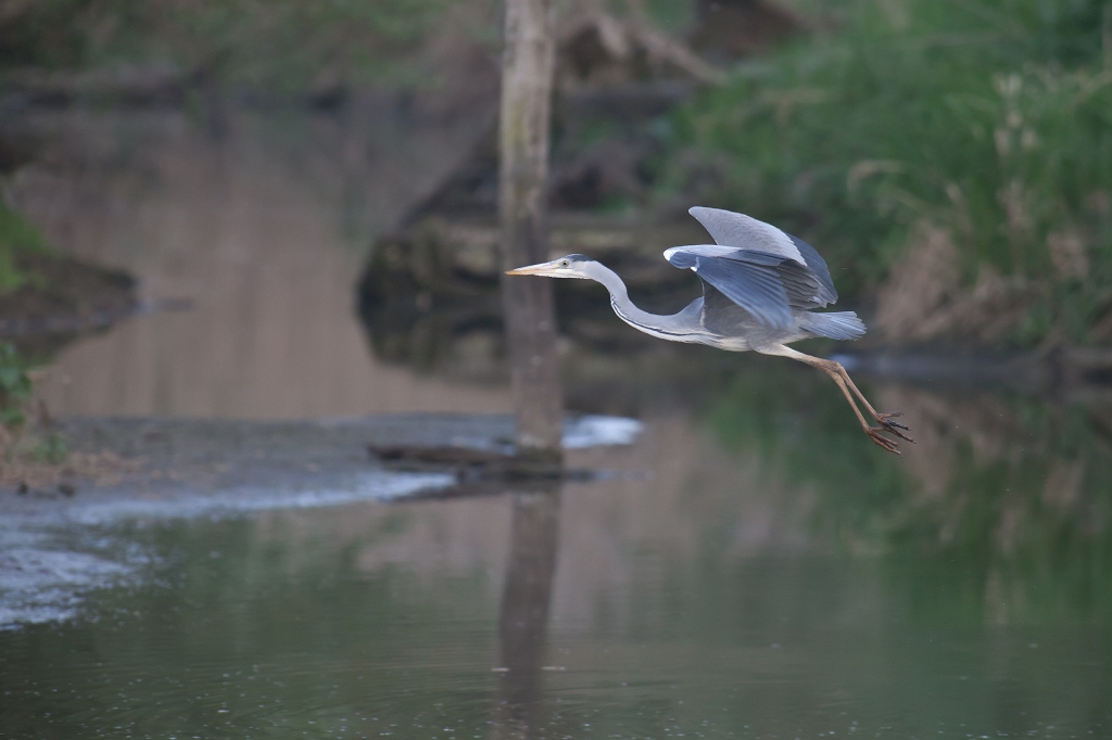 IMG_3324.jpg - Héron Cendré