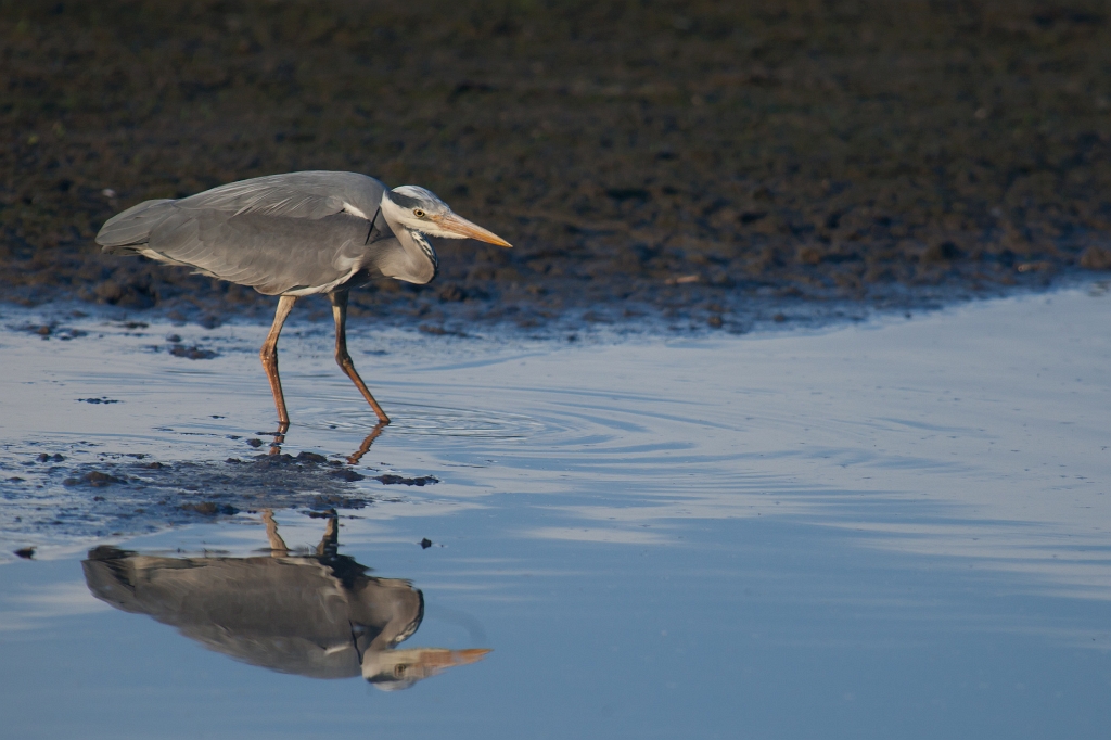 IMG_3338.jpg - Héron Cendré