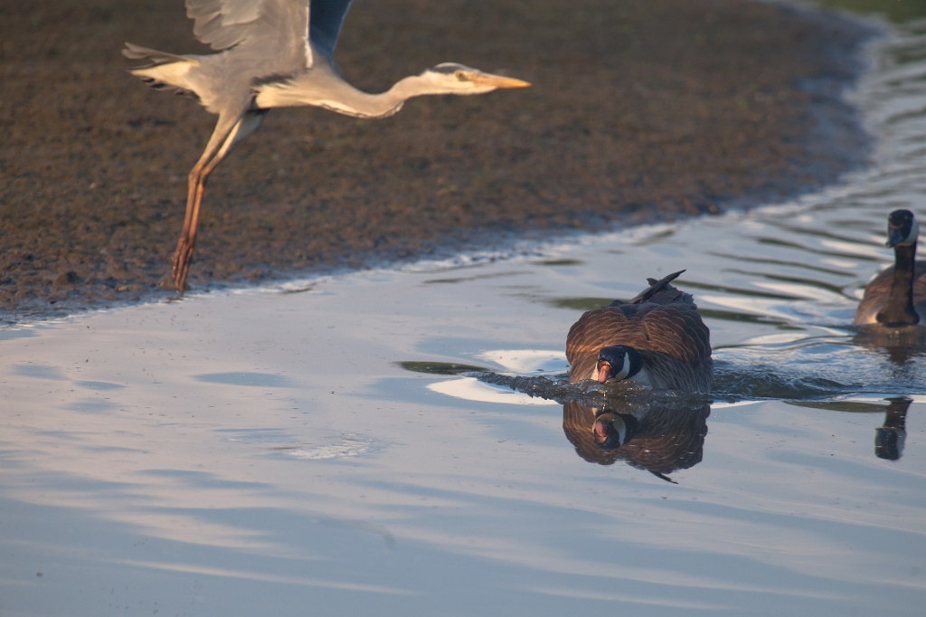 IMG_3340.jpg - Héron Cendré qui se fait chasser par deux bernaches du canada ... sont pas commodes ces bernaches