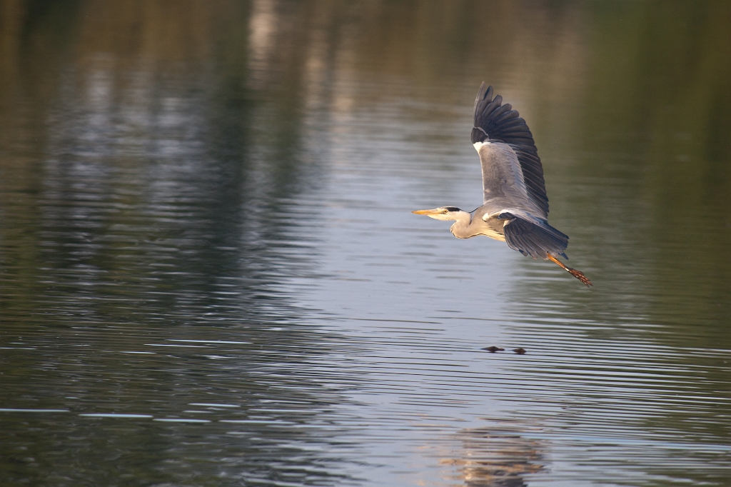 IMG_3349.jpg - Héron Cendré