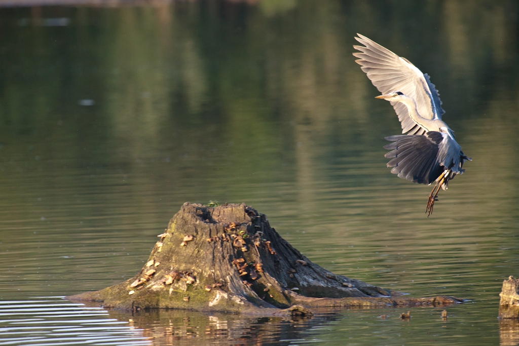 IMG_3351.jpg - Héron Cendré