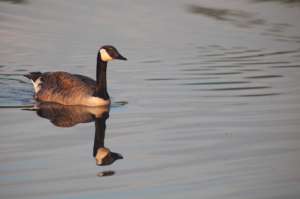 IMG_3375.jpg - Bernache du canada