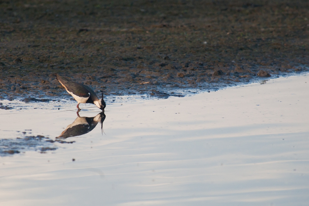 IMG_3380.jpg - Vanneau huppé