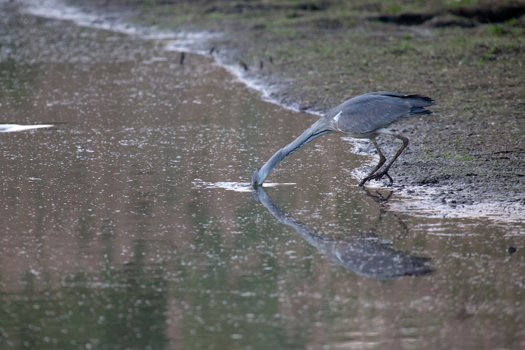 IMG_3415.jpg - Héron Cendré